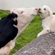 Cachorro reconhece vaca que conheceu meses atrás e os dois se mostram melhores amigos