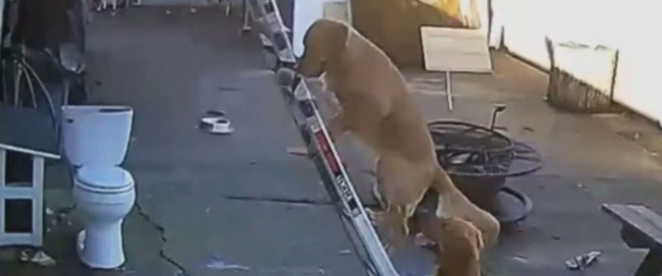 Cachorro sobe na escada sozinho até o telhado da sua casa