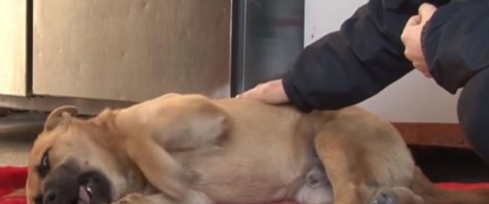 Cão adotado chora dormindo todas as noites por causa de um trauma