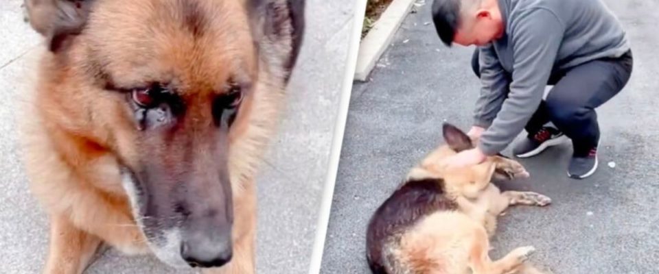 Cão policial aposentado “chora” depois de ser reunido com o treinador
