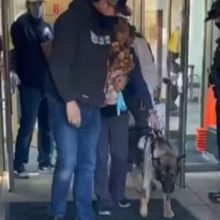 Cão policial ferido durante perseguição volta para casa e recebe boas-vindas como herói