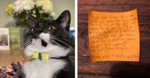 Gato chega na casa com bilhete