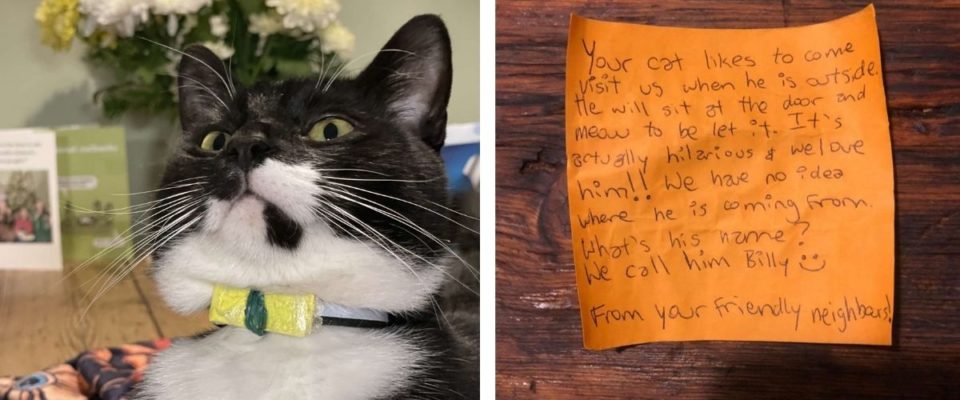 Gato chega na casa com bilhete na coleira após uma aventura pela vizinhança