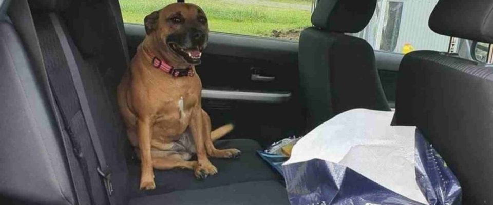 Mulher deixa a porta do carro aberta e encontra um cachorro fofo dentro