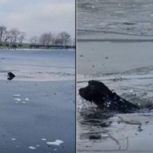 Vídeo mostra homem quebrando gelo para salvar um cão que se afogava
