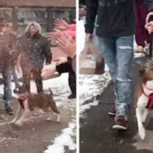 Abrigo faz festa para despedida de cachorro adotado após 500 dias de espera