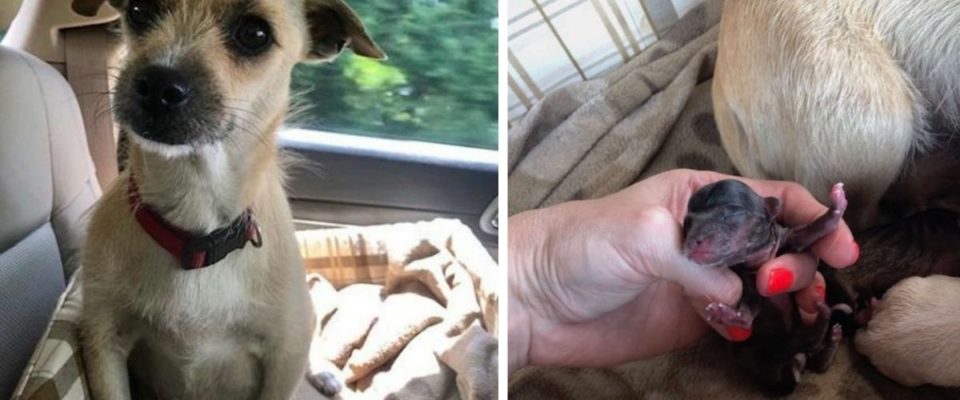 Cachorrinha dá à luz na parte de trás do carro, imediatamente após ser resgatado