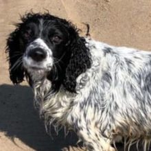 Cachorro foi levado pelo mar depois de perseguir um pato e foi encontrado 16 horas depois