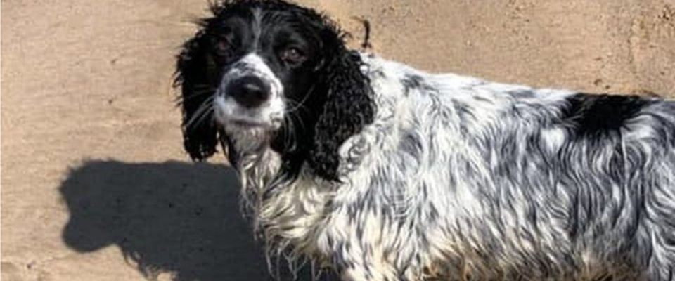 Cachorro foi levado pelo mar depois de perseguir um pato e foi encontrado 16 horas depois