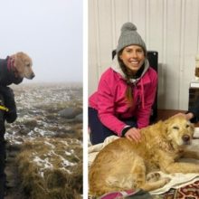 Cachorro perdido por duas semanas é resgatado em uma montanha