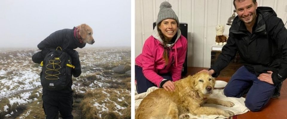 Cachorro perdido por duas semanas é resgatado em uma montanha