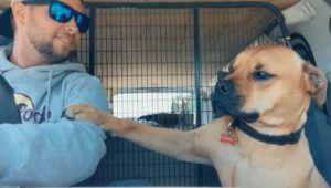 Cachorro resgatado se recusa a tirar
