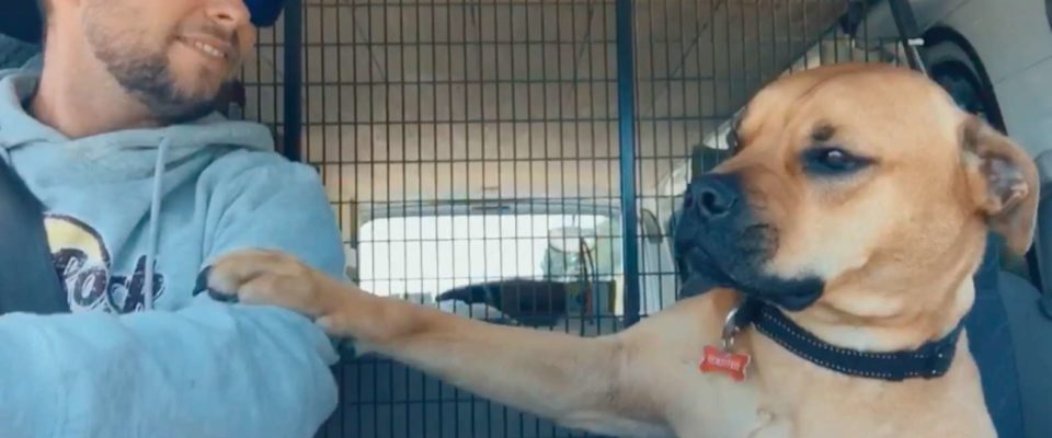 Cachorro resgatado se recusa a tirar a pata do seu pai humano