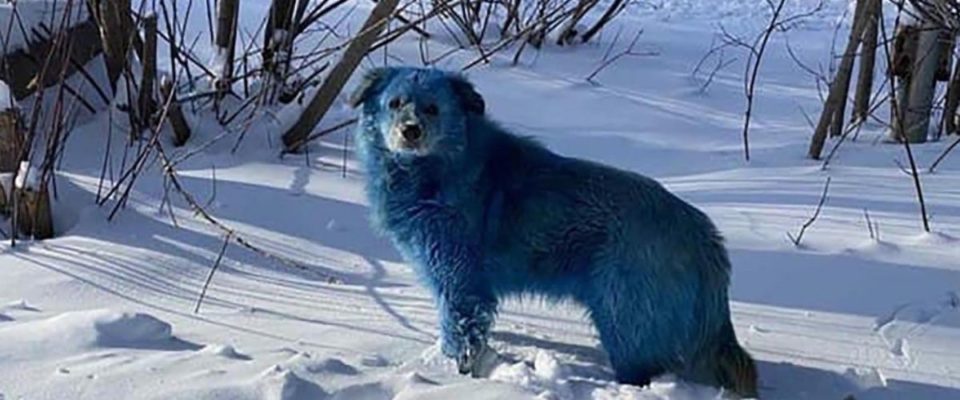 Cachorros misteriosamente estão ficando azul e rosa na cidade Russa