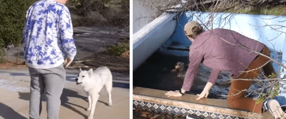 Cães abandonados pedem ajuda a dois jovem para salvar amigo que estava se afogando