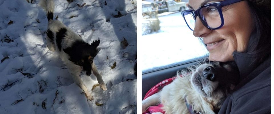 Cão acorrentado na neve finalmente percebe que está seguro com sua nova mãe