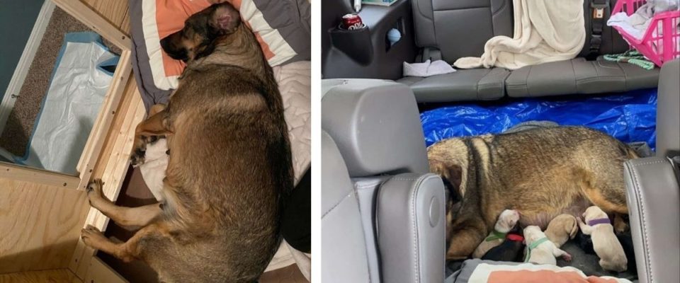 EMOCIONANTE – Família do Texas passa 12 horas no carro para que a cachorrinha dê à luz