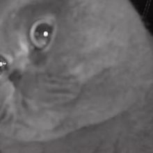 Gato aparece chorando na câmera de segurança depois de ser deixado sozinho em casa durante as férias