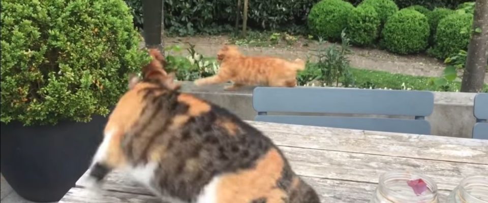 Gato protege seu amigo cachorro de um ataque de um bichano malvado