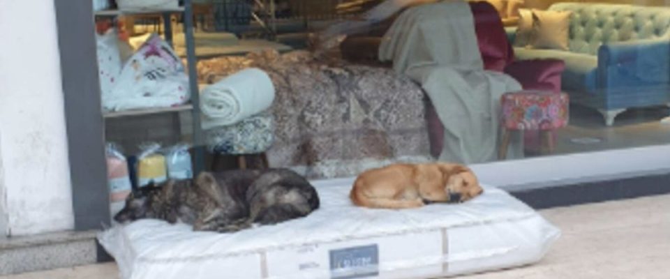 Loja de móveis sempre garante que os cães de rua tenham um lugar aconchegante para dormir