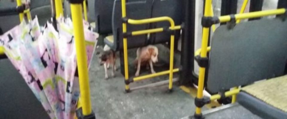 Motorista de ônibus quebra regras para salvar cachorros de rua da tempestade