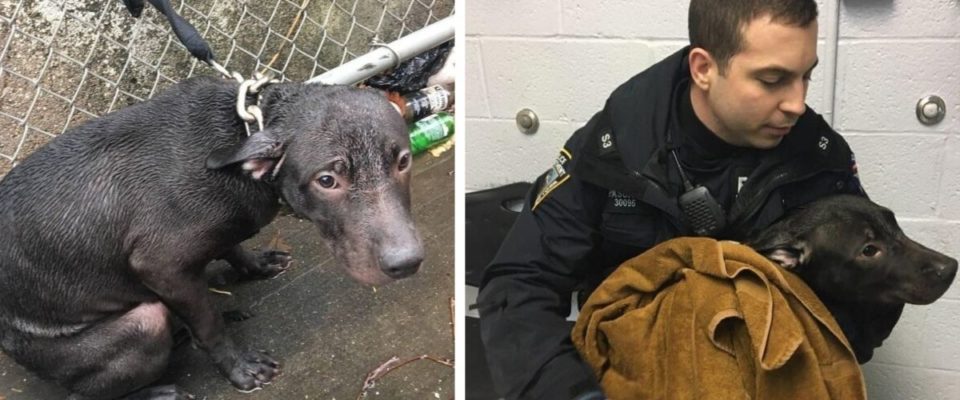 Policial adota cachorro abandonado que resgatou na chuva