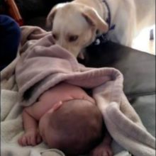 Cachorro cobre bebê que está dormindo e mostra todo seu amor por ele