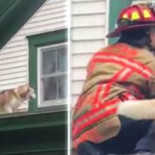 Cachorro dá doces lambeijos ao bombeiro que o salvou do telhado