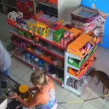 Cachorro é flagrado “furtando” petisco em pet shop e faz sucesso