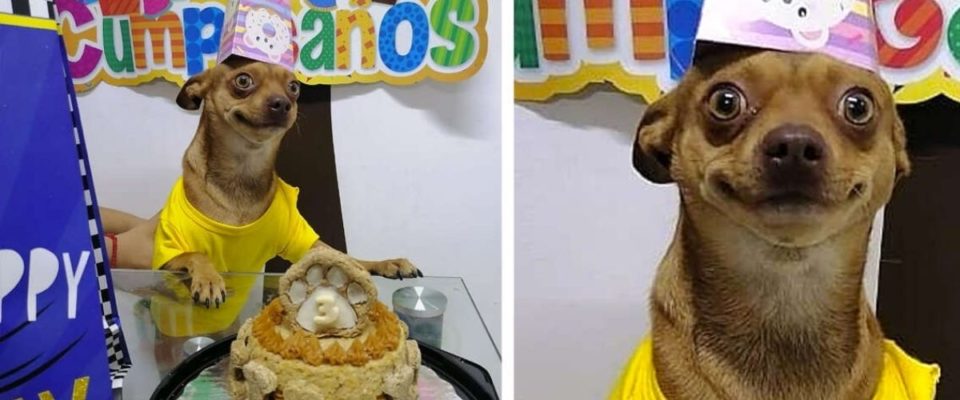 Cachorro fica muito feliz com sua família que lembraram do seu aniversário