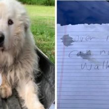Cachorro idoso é abandonado do lado de fora de um abrigo com uma carta comovente