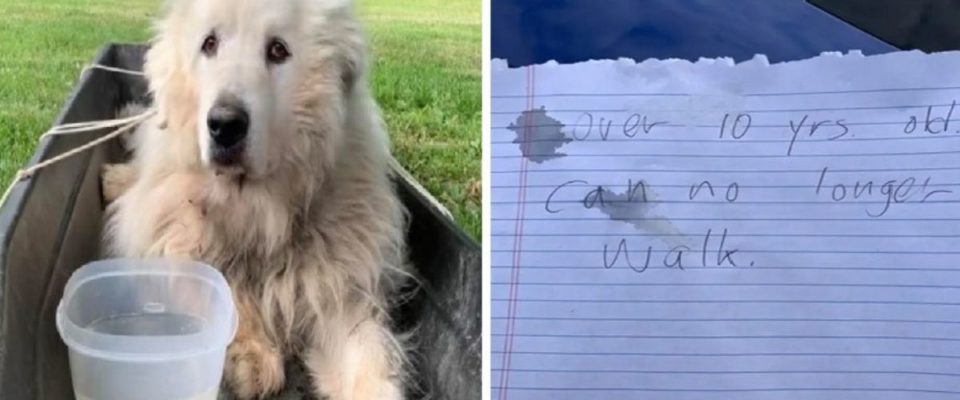 Cachorro idoso é abandonado do lado de fora de um abrigo com uma carta comovente