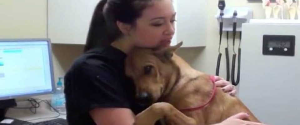 Cachorro salvo da eutanásia faz uma coisa emocionante a sua salvadora
