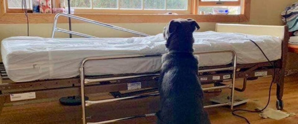 Cachorro se recusou a deixar a cama de hospital do seu pai humano que faleceu