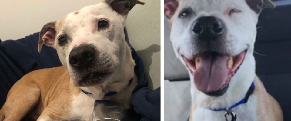 Cão de abrigo de 16 anos não consegue parar de sorrir durante todo o trajeto para seu novo lar