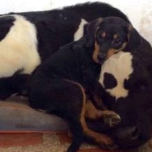 Cão encontrado abandonado na floresta torna-se o melhor amigo de uma vaca resgatada