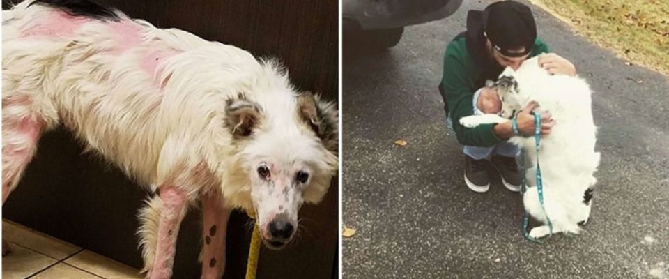 Cão foi resgatado e salvo, ele não consegue parar de acariciar seu novo pai