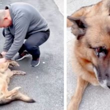 Cão policial aposentado chora de alegria depois de se reunir com o treinador