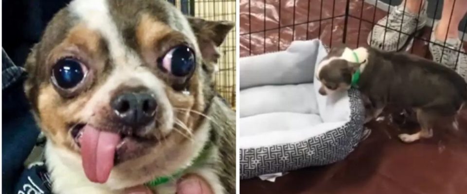 Cãozinho salvo de criação ilegal de cães tem a reação mais doce ao conseguir sua primeira cama
