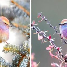Conheça o toutinegra-de-sobrancelha branca, o pássaro com uma bela coloração em arco-íris (fotos)