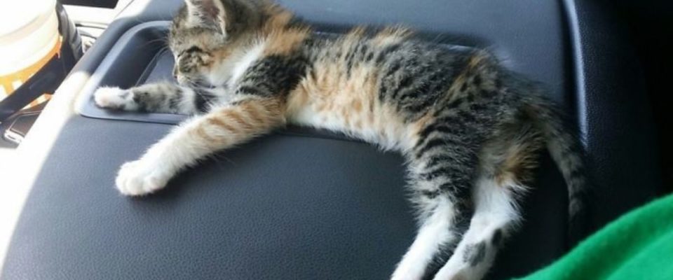 Depois que o motorista do caminhão encontra o gatinho perdido na estrada, ela adormece e ele não tem coragem de acordá-la