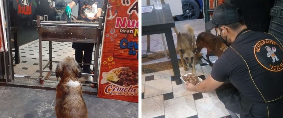 Dono de restaurante prepara refeição para cada cão de rua que o visita