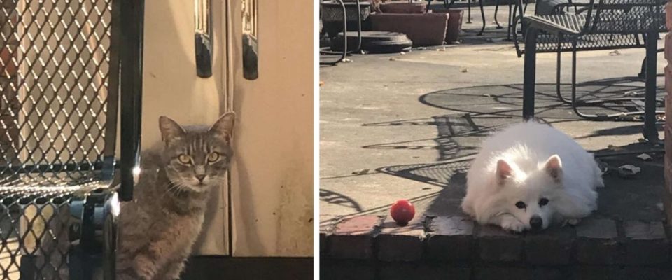 Gato com o coração partido visita seu vizinho todos os dias em busca de um amigo especial que foi embora para sempre