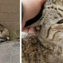 Gato fica muito feliz quando uma mulher o resgata, depois da vida na rua