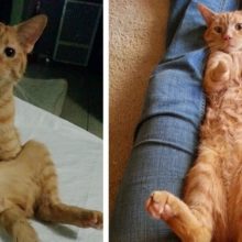 Gato nascido com duas pernas resgatado da rua está provando que não precisa de quatro pernas para se divertir