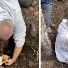 Homem tira seu cachorro preso de um buraco com as suas próprias mãos