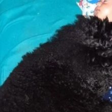 Iti Malia! Cachorro deita em cima de bebê como um cobertor