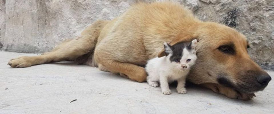 O gatinho órfão encontra uma mãe canina que perdeu toda a ninhada e se torna o filhote que ela nunca teve