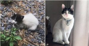 Pequeno gatinho abandonado