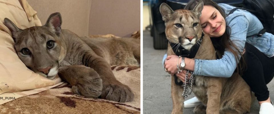 Puma resgatado do zoológico vive como um gato doméstico mimado